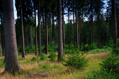 Trees in forest