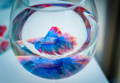 Close-up of siamese fighting fish in glass fishbowl