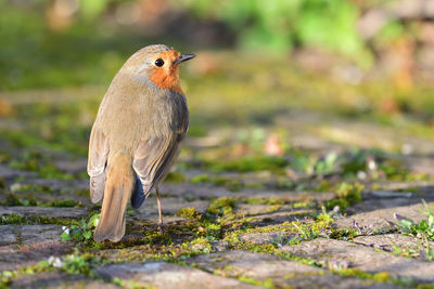 Close-up of bird on field