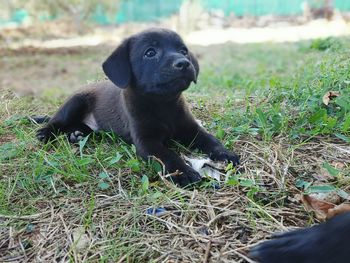 Monkeys sitting on grass