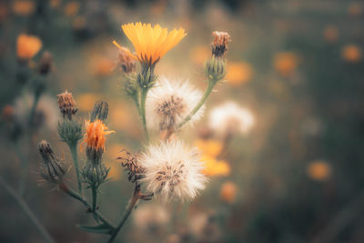 Close-up of wilted plant during sunset