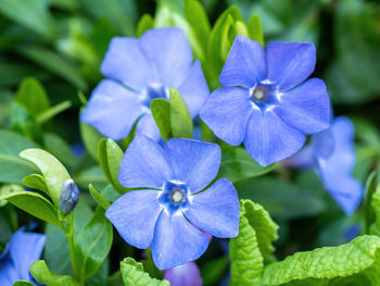 Close-up of purple flowering plant