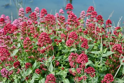 Close-up of pink flowering plants