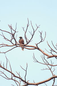 Low angle view of bird perching on bare tree against sky