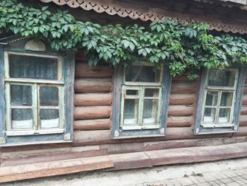 House on tree trunk