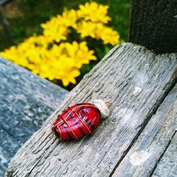 Close-up of insect on wood