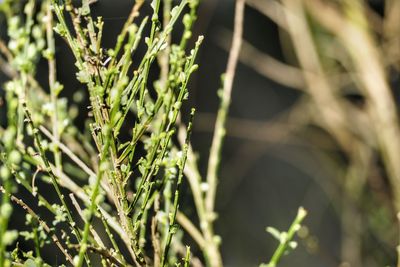 Close-up of plants growing on field