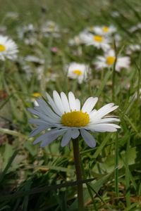 Close-up of white flower blooming outdoors