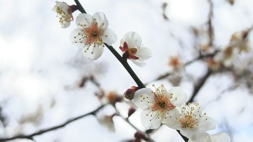 High angle view of white flowers blooming in park