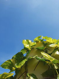 Low angle view of leaves against clear blue sky