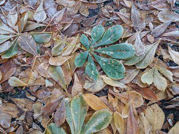 Full frame shot of fallen dry leaves on field during autumn