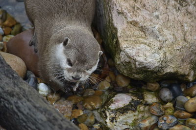 High angle view of animal on rock