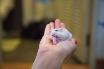 Close-up of hand holding small