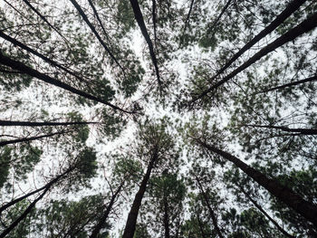 Low angle view of tree in forest