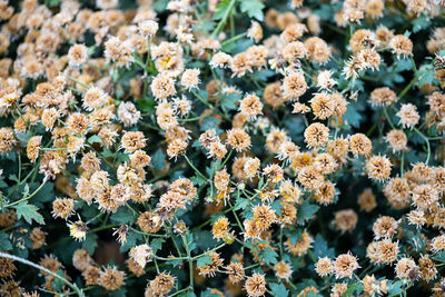 Small neutral flowers background.