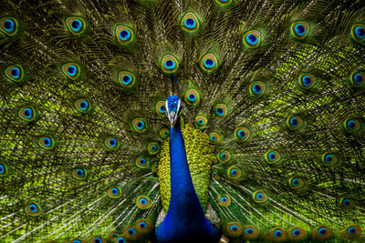 An indian male peacock dancing 