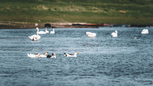 Ducks swimming in lake