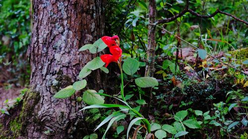 Close-up of red rose on tree trunk