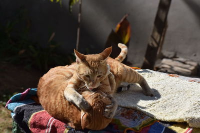 High angle view of a cat