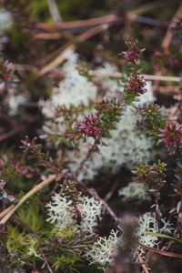 Close-up of plant