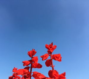 Low angle view of red flowering plant against clear blue sky