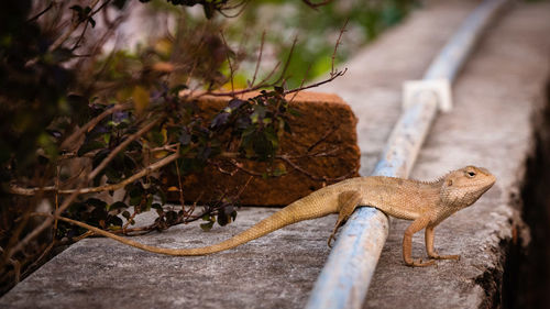 Close-up of lizard on rock