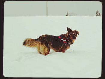 Dog standing on field