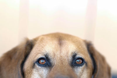 Close-up portrait of a dog