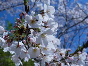 White apple blossoms in spring