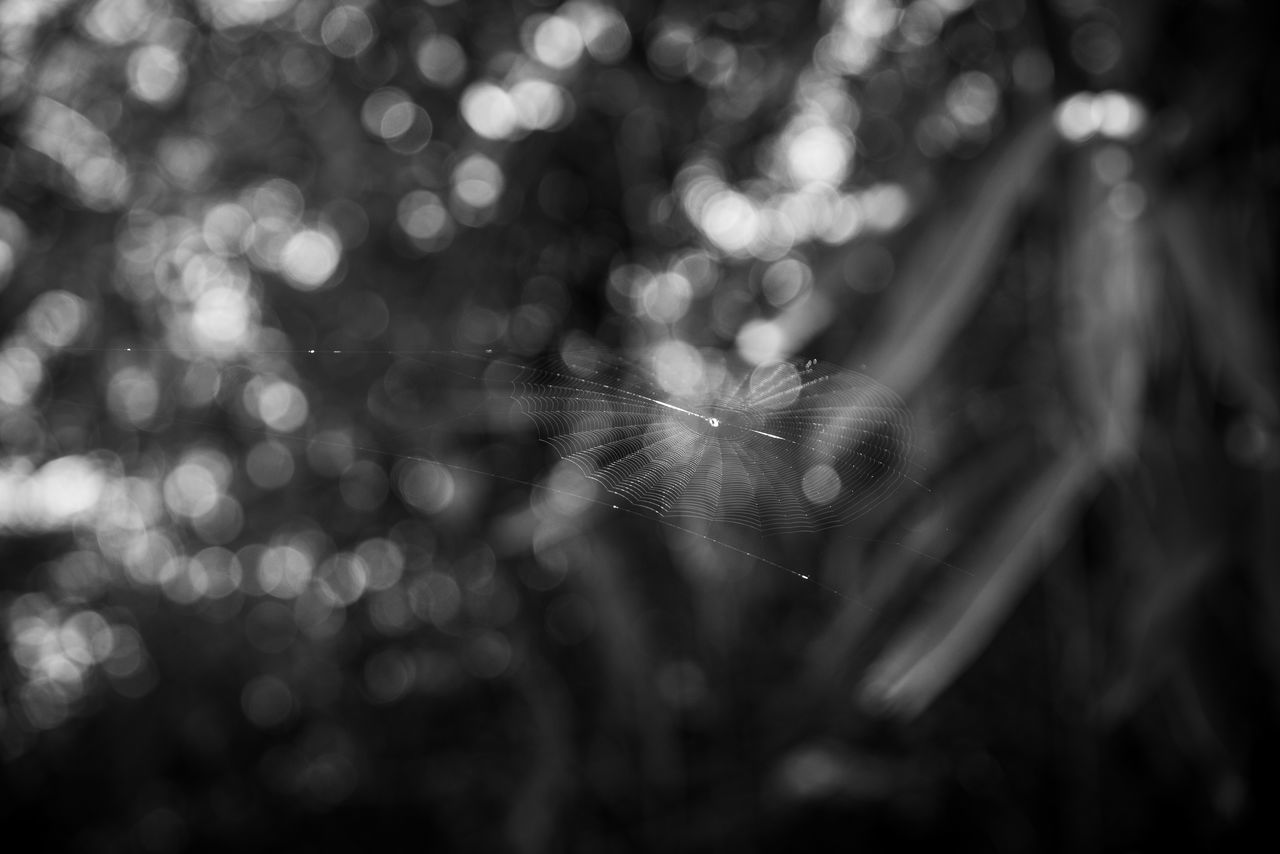 black and white, plant, fragility, nature, darkness, close-up, monochrome, beauty in nature, monochrome photography, no people, black, selective focus, light, tranquility, growth, outdoors, leaf, focus on foreground, macro photography, drop, sunlight, tree, freshness, wet, water, backgrounds, flower, spider web, branch, forest, environment, day, defocused, land