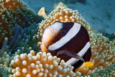 Close-up of fish swimming in sea