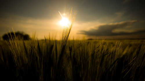Close-up of stalks in field against bright sun