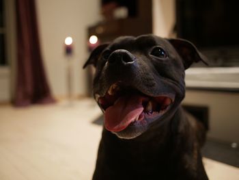 Close-up of dog looking away at home