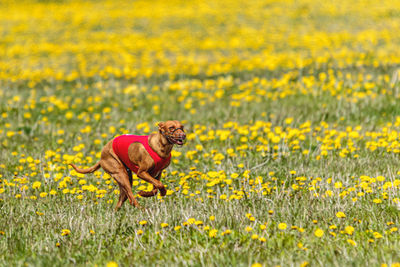 Cirneco dell etna dog running fast and chasing lure across green field at dog racing competion