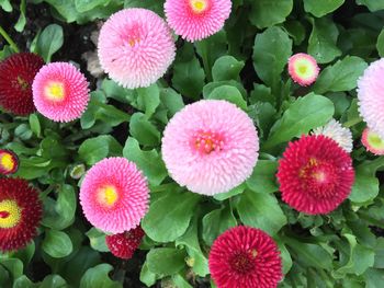 Close-up of pink flowers