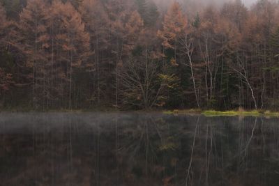 Scenic view of lake in forest