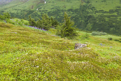 Partridgefoot flowers on mossy hillside, kenai peninsula, alaska