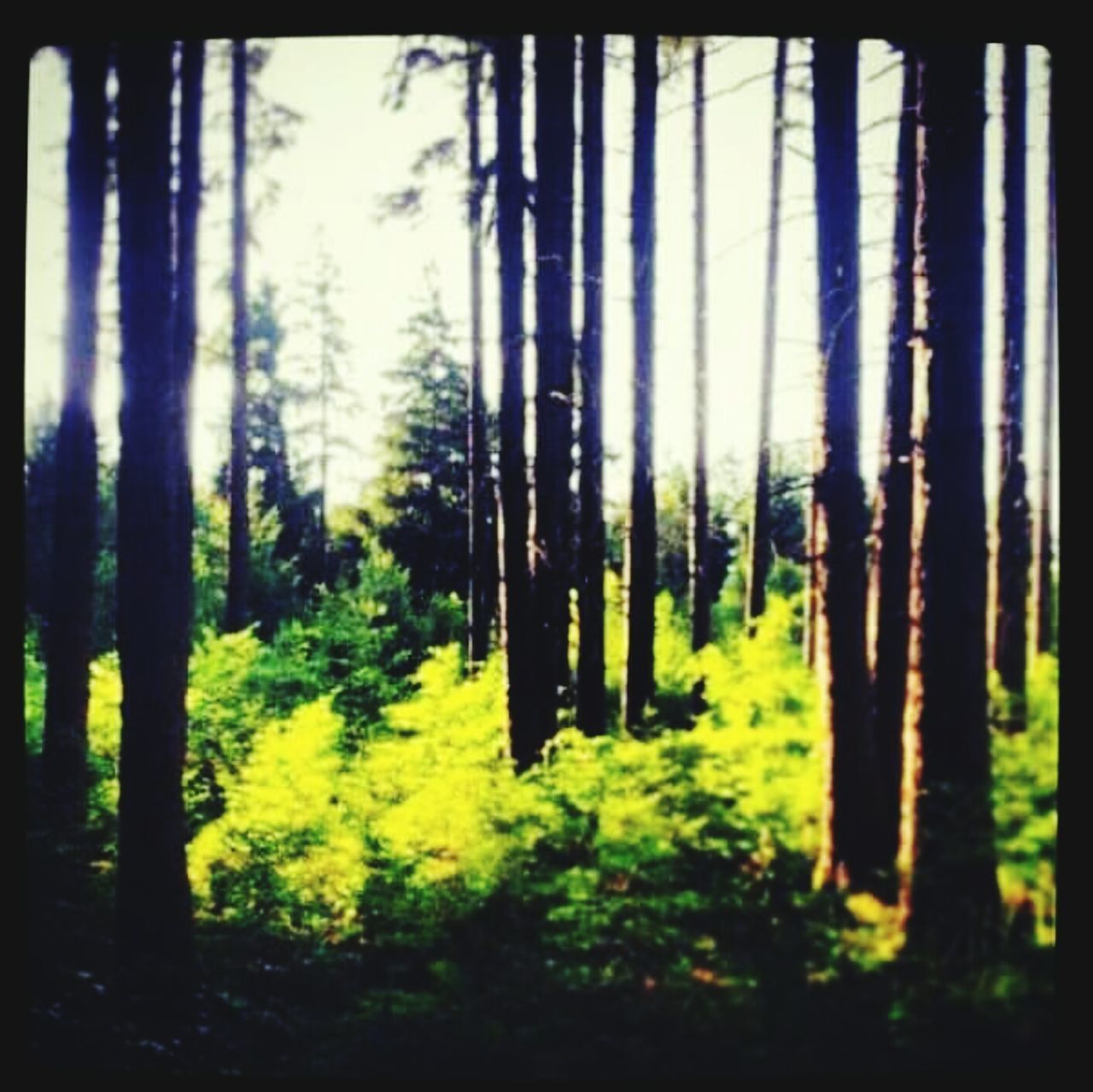 VIEW OF TREES IN FOREST