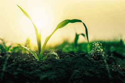 Close-up of wet plants during sunset