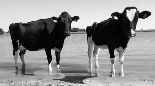 Cows on shore against sky