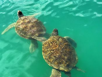 High angle view of turtle swimming in sea