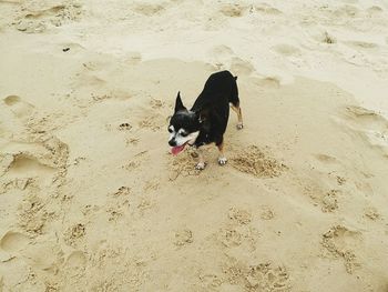 High angle view of black dog on sand at beach