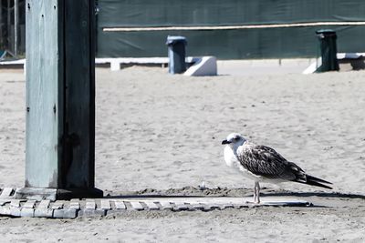 Seagull perching by wooden post at beach