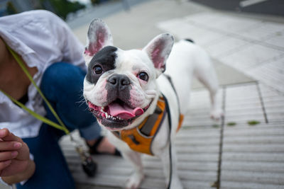 Low section of woman with dog on footpath