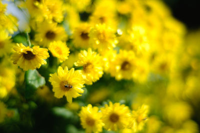 Close-up of yellow flowering plant