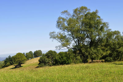 Trees on grassy field against clear blue sky
