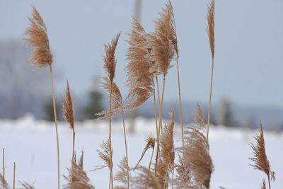 Close-up of plants on field during winter