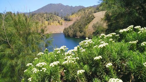 Scenic view of lake and trees against sky