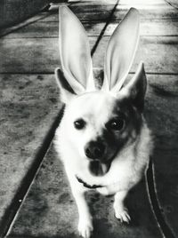 Portrait of a dog