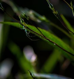 Close-up of insect on plant